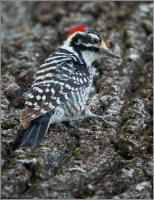nutalls woodpecker